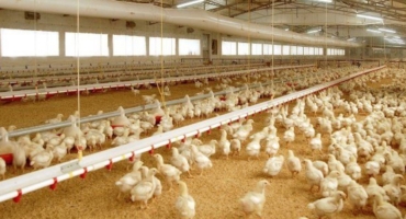 Poultry house freshly bedded with shavings