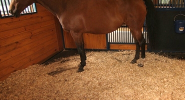Shavings for stable